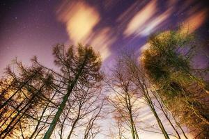 céu estrelado através das árvores foto