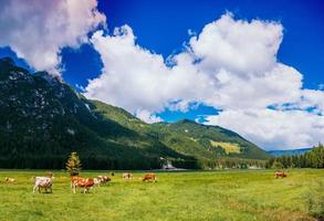 vacas no pasto foto