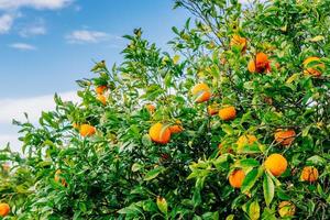 plantações de laranjeiras foto