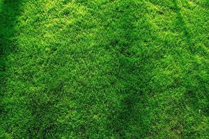 lindo gramado verde foto