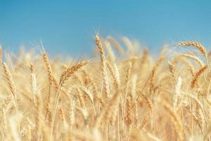 campo de trigo dourado no verão. foto