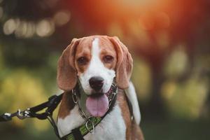 beagle com língua de fora na grama durante o pôr do sol na zona rural de campos. retrato de cão de fundo iluminado. conceito de cão animal. foto