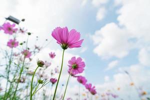 lindas flores do cosmos florescendo no jardim. flores coloridas do cosmos na manhã de primavera e céu azul. foto