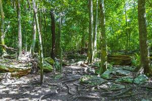 selva tropical plantas árvores trilhas para caminhada muyil ruínas maias méxico. foto