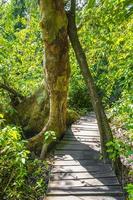 selva tropical plantas árvores madeira trilhas para caminhada sian kaan méxico. foto