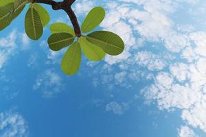 lindas folhas verdes nos galhos com um cenário de céu brilhante e nuvens brancas. plumeria ou folha de frangipani no jardim. vista de baixo. foto