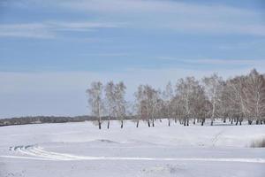 floresta de inverno e neve no campo durante o dia foto