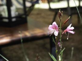 flores de gaura rosa em flor. flores cor de rosa flores suaves e luz solar brilham contra. fundo de mesa desfocado foto