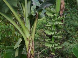 banana cultivada na árvore. bananas verdes em uma árvore no jardim na tailândia foto