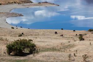 gado pastando na terra ao redor do lago hawea foto