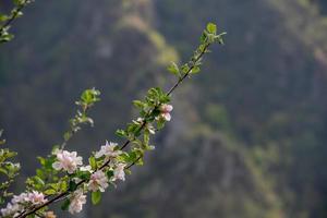 flor de pêssego foto