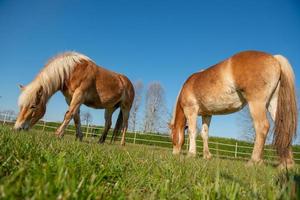 cavalos correm livremente foto