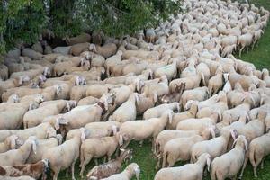 bergamo itália 2021 ovelhas durante a transumância nas montanhas foto