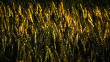 padrão de trigo dourado na fazenda no verão. foto