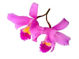 lindas flores roxas da orquídea cattleya isoladas no fundo branco foto
