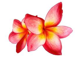 plumeria ou flor de frangipani isolada no fundo branco foto