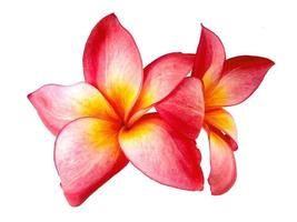 plumeria ou flor de frangipani isolada no fundo branco foto