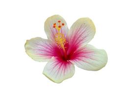 flor de cultivo de hibisco isolada no fundo branco foto