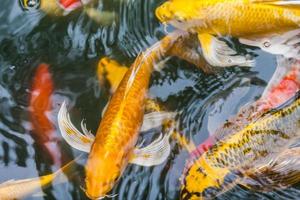 peixe koi japonês nadando na lagoa foto