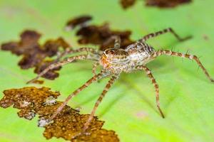 aranha empoleirada em uma folha de lótus foto