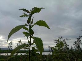 silhueta de um galho de árvore no fundo do céu foto