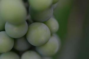 vista de detalhes de uvas verdes foto