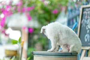 foto de cachorro branco, sessão de fotos fofa, conceito de cachorro de amor