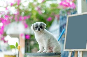 foto de cachorro branco, sessão de fotos fofa, conceito de cachorro de amor