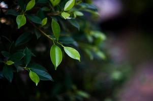 principais folhas de chá verde de folhas de chá suaves ideias de viagens para a natureza com espaço de cópia foto