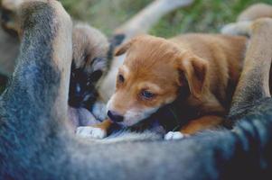 a foto de um cachorrinho comendo leite materno do conceito de amante do cão da fome com espaço de cópia