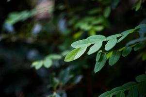 principais folhas de chá verde de folhas de chá suaves ideias de viagens para a natureza com espaço de cópia foto