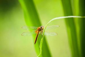 libélula na folha verde foto