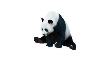 urso panda gigante isolado em branco foto