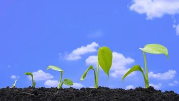 linha de mudas de plantas agrícolas crescendo em sequência de germinação em solo fértil com nuvens brancas borradas no fundo do céu azul foto