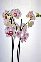 orquídea phalaenopsis florescendo