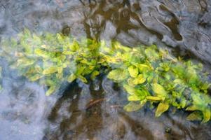 plantas verdes na água foto