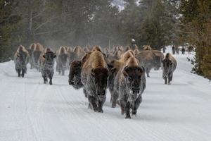 manada de bisão americano, parque nacional de yellowstone. cena de inverno. foto