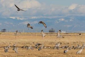 migrando grous sandhill em monte vista, colorado foto