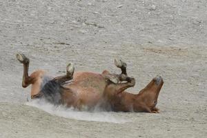 cavalos mustang selvagens no colorado foto