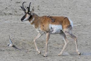 antílope pronghorn na pradaria aberta do colorado macho adulto foto