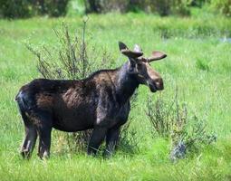 shiras alces nas montanhas rochosas do colorado foto