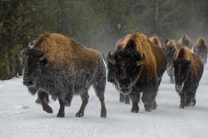 manada de bisão americano, parque nacional de yellowstone. cena de inverno. foto