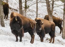 manada de bisão americano, parque nacional de yellowstone. cena de inverno. foto