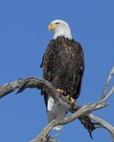 aves migratórias do colorado. águia americana foto