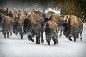 manada de bisão americano, parque nacional de yellowstone. cena de inverno. foto