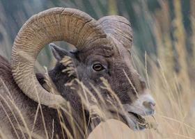 carneiro selvagem das montanhas rochosas do colorado foto