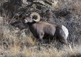 carneiro bighorn durante a rotina. carneiro selvagem das montanhas rochosas do colorado foto