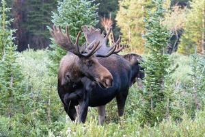 alce nas montanhas rochosas do colorado foto