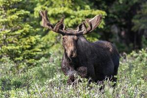 shiras alces nas montanhas rochosas do colorado foto