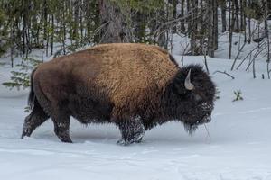 manada de bisão americano, parque nacional de yellowstone. cena de inverno. foto